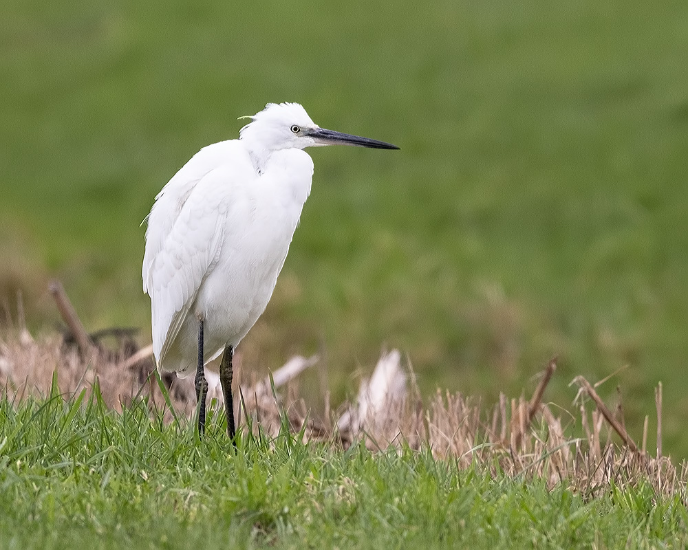 Egretta garzetta Kleine Zilverreiger Little Egret