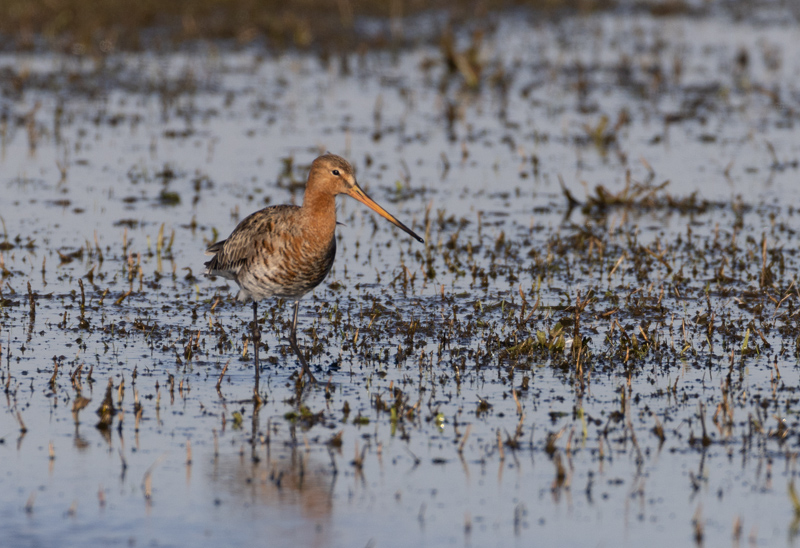 Limosa limosa Grutto Black-tailed Godwit