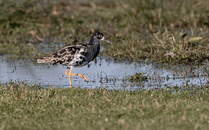 Philomachus pugnax Kemphaan Ruff