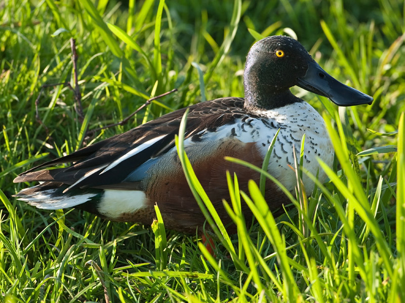 Anas clypeata Slobeend Norther Shoveler