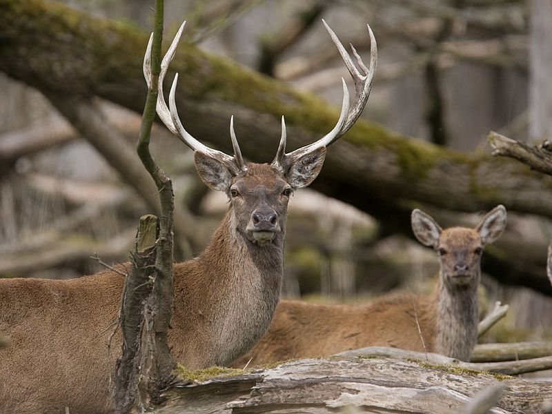 Cervus elaphus Edelhert Red Deer