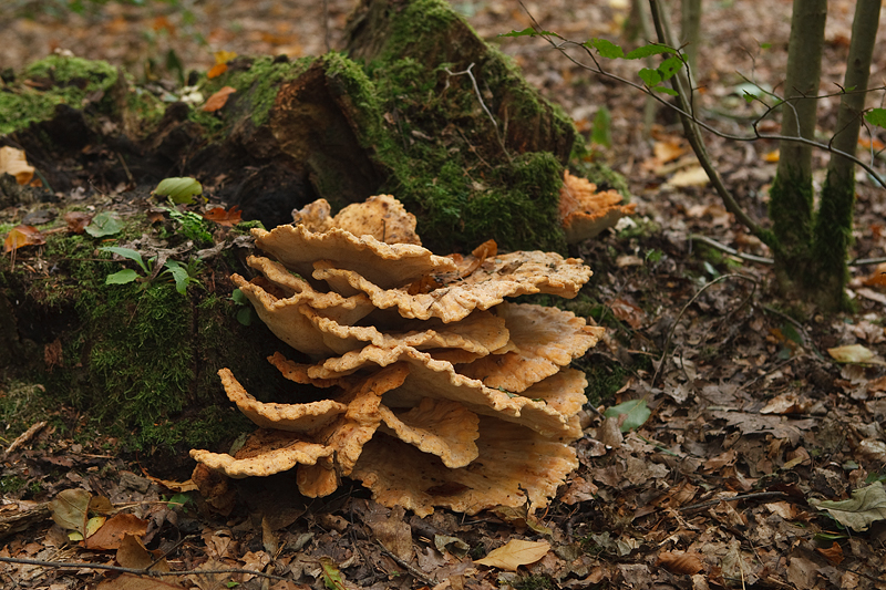 Laetiporus sulphureus Zwavelzwam Chicken of the Woods