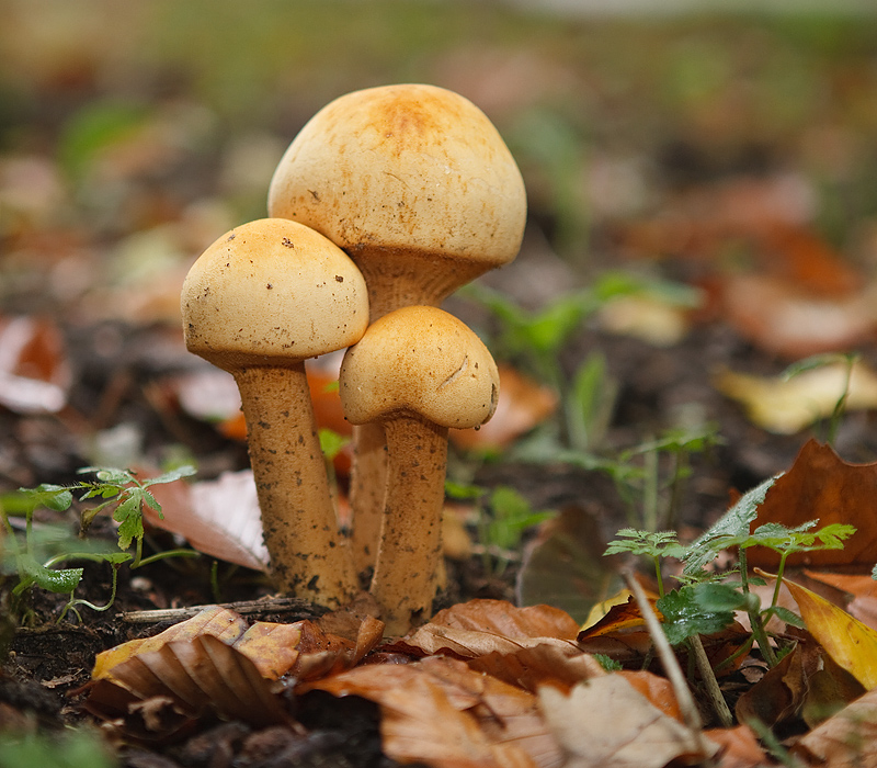 Phaeolepiota aurea Goudhoed Golden cap