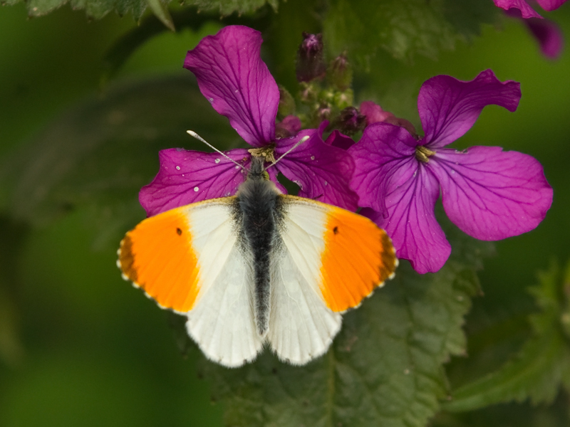 Anthogaris cardamines Oranjetipje Orangetip