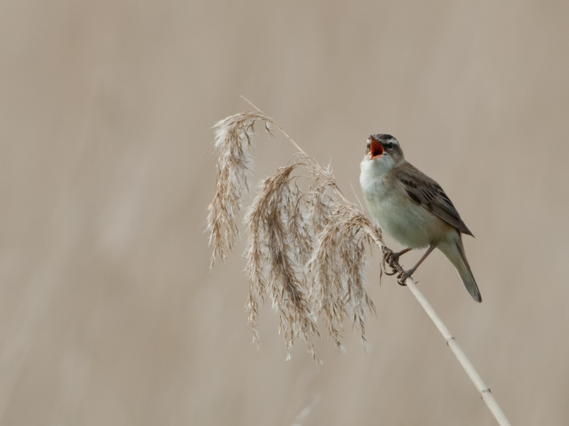 Acrocephalus schoenobaenus Rietzanger Sedge Warbler