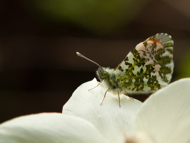 Anthogaris cardamines Oranjetipje Orangetip