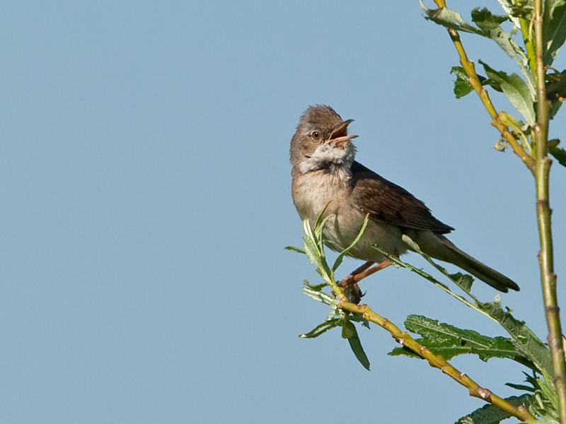 Sylvia communis Grasmus Common Whitethroat