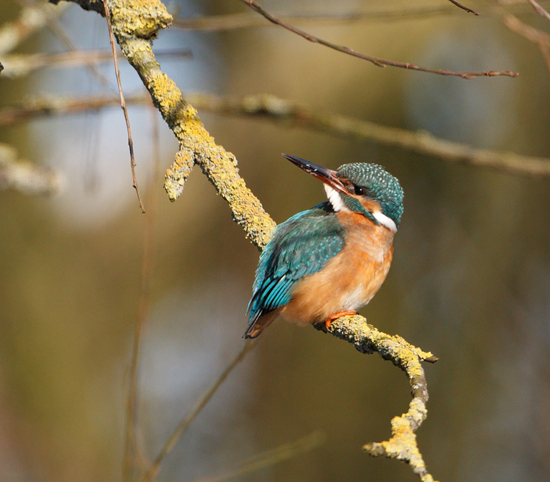 Alcedo atthis IJsvogel Common Kingfisher