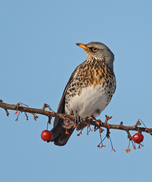 Turdus pilaris Kramsvogel Fieldfare