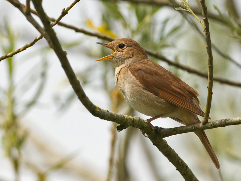 Luscinia megarhynchos Nachtegaal Rufous Nightingale