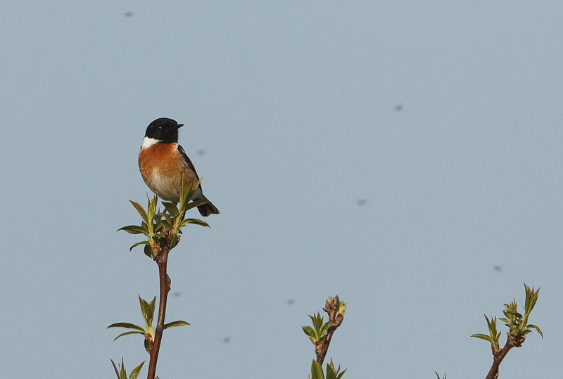 Saxicola torquata Roodborsttapuit Common Stonechat