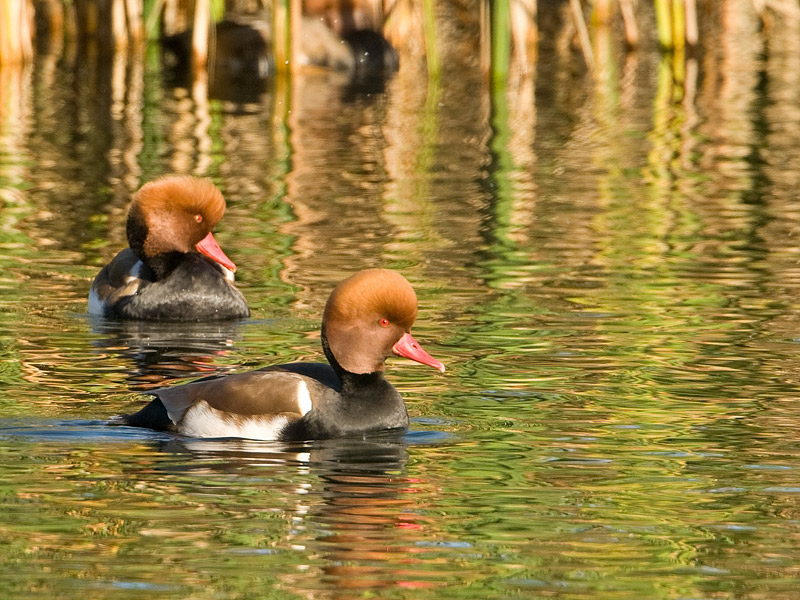 Netta rufina Krooneend Red-crested Pochard