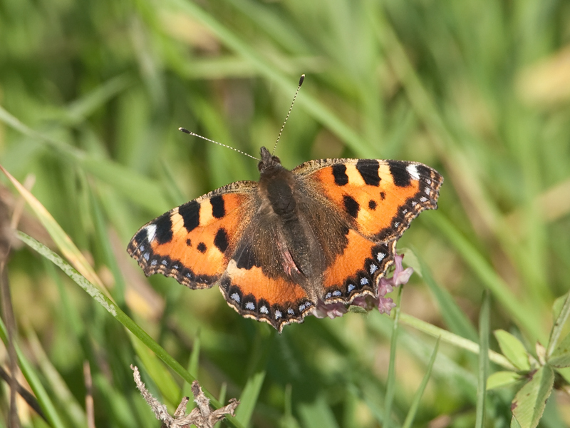 Nymphalis urticae Kleine Vos Small Tortoiseshell