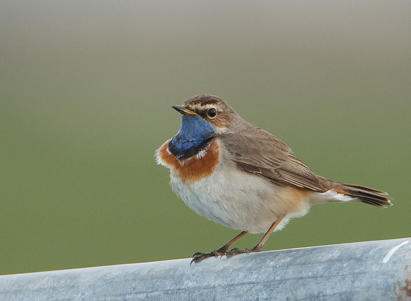 Luscinia svecica Blauwborst Bluehtroat