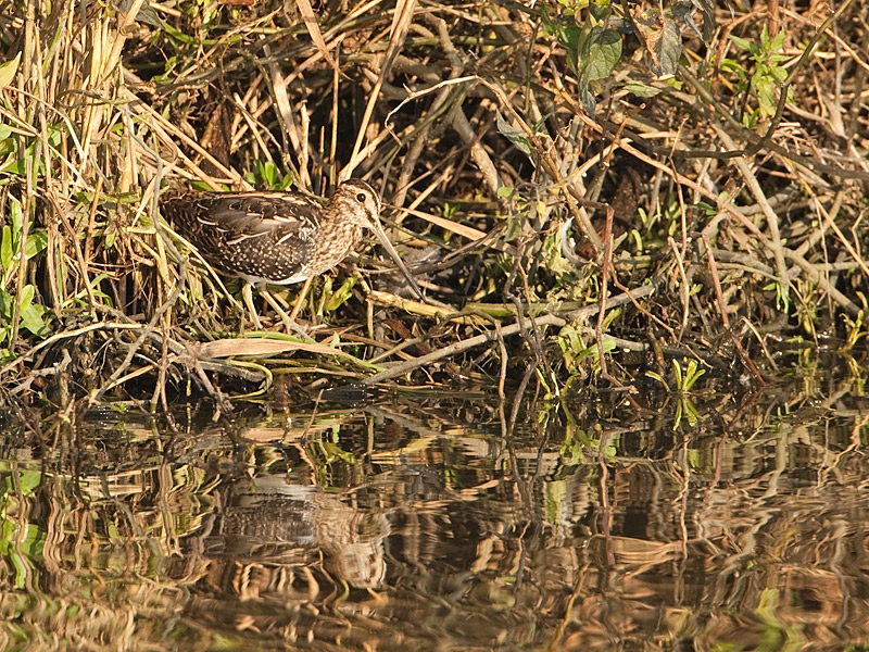 Gallinago gallinago Watersnip Common Snipe