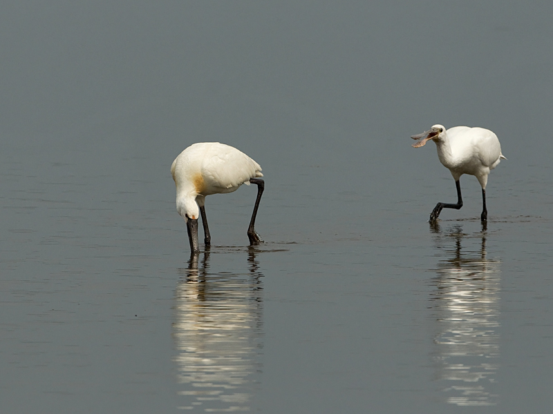 Platalea leucorodia Lepelaar Eurasian Spoonbill