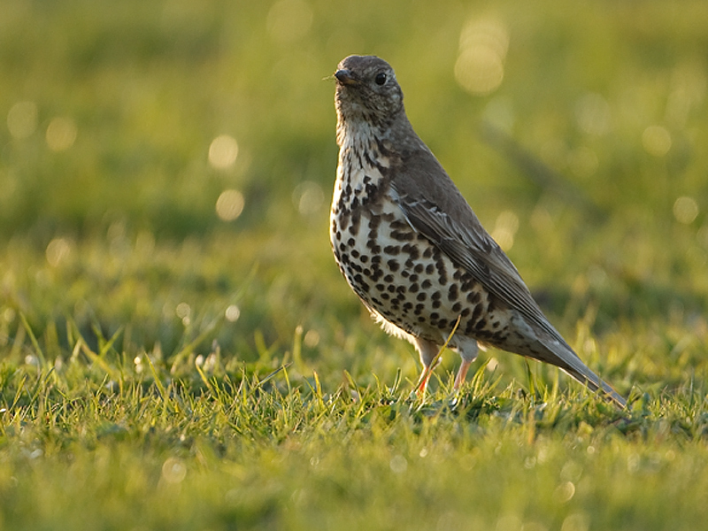 Turdus viscivorus Grote Lijster Mistle Thrush