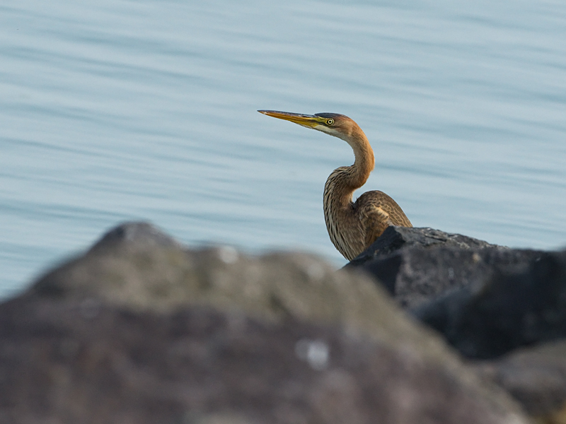 Ardea purpurea Purperreiger Purple Heron