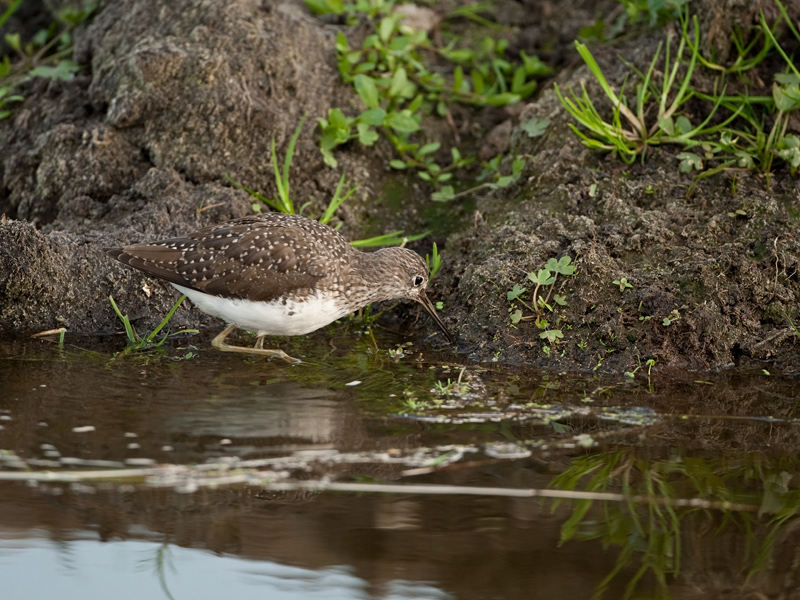 Tringa ochropus Witgat Green Sandpiper