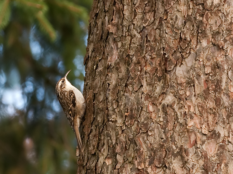 Certhia brachydactyla Boomkruiper Short-toed Treecreeper