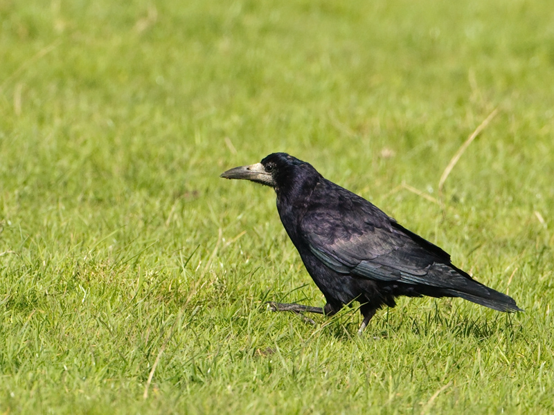 Corvus frugilegus Roek Rook