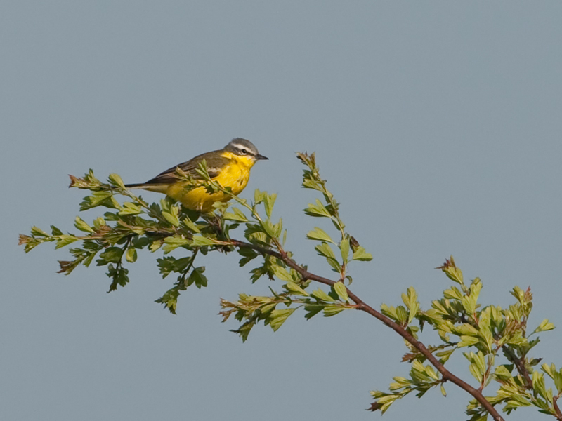 Motacilla flava Gele Kwikstaart Yellow Wagtail