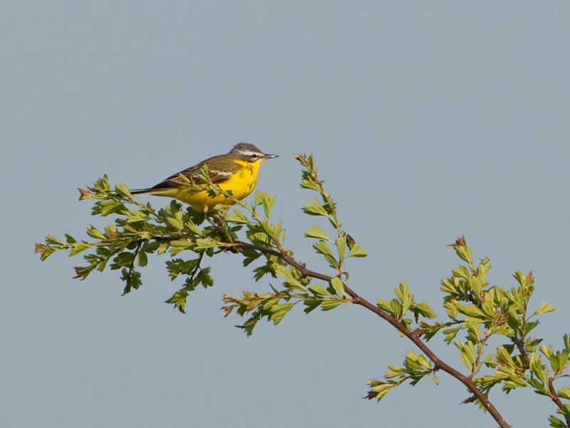 Motacilla flava Gele Kwikstaart Yellow Wagtail