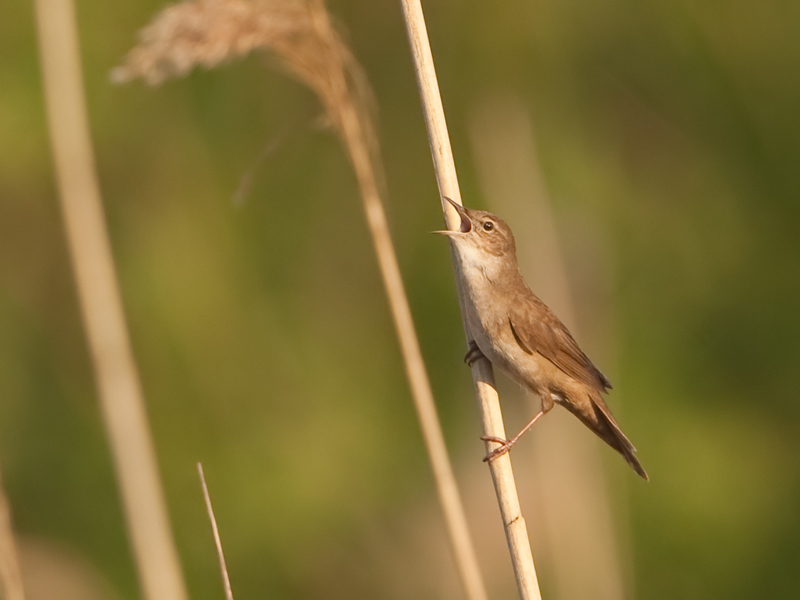 Locustella luscinioides Snor Savis Warbler