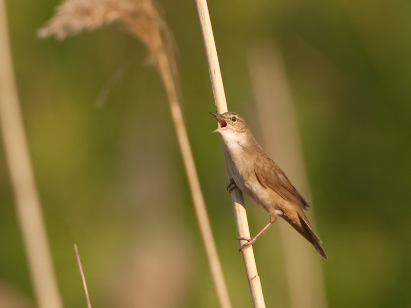 Locustella luscinioides Snor Savis Warbler