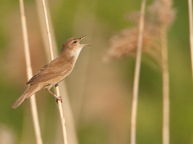 Locustella luscinioides Snor Savis Warbler