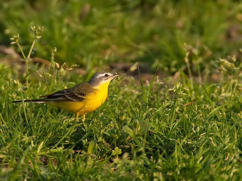 Motacilla flava Gele Kwikstaart Yellow Wagtail