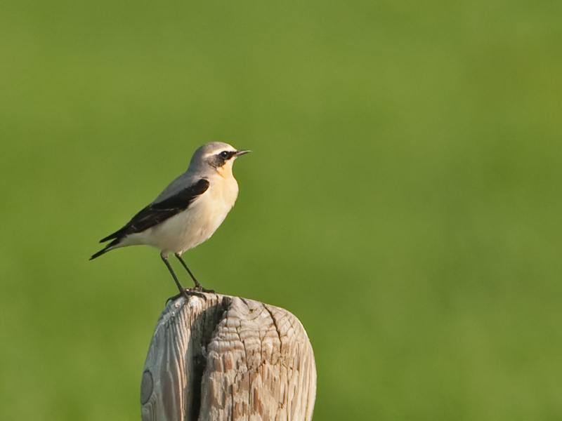 Oenanthe oenanthe Tapuit Northern Wheatear