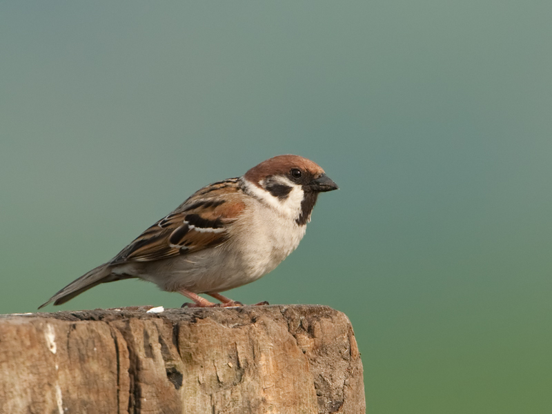Passer montanus Ringmus Tree Sparrow