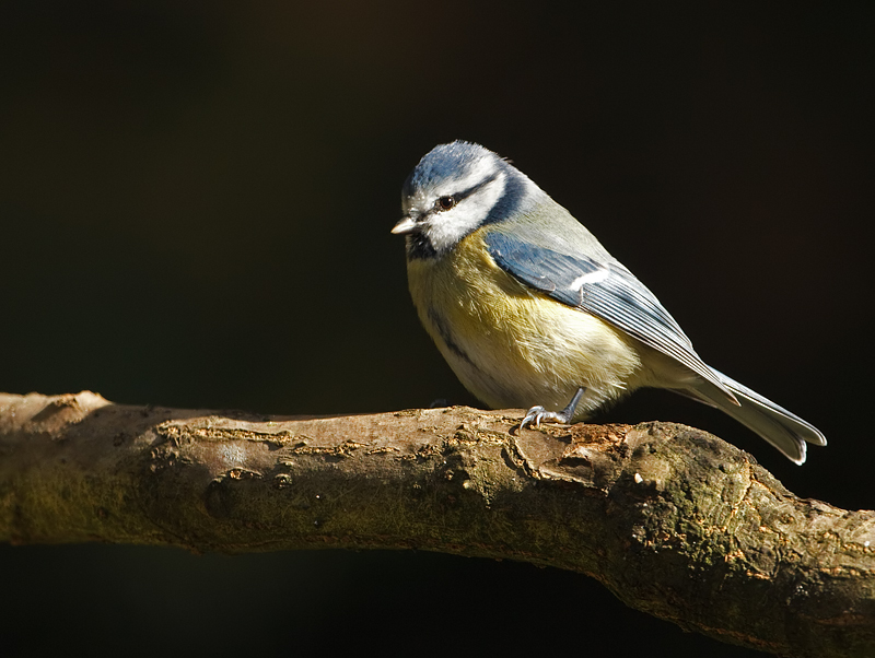 Parus caeruleus Pimpelmees Blue Tit