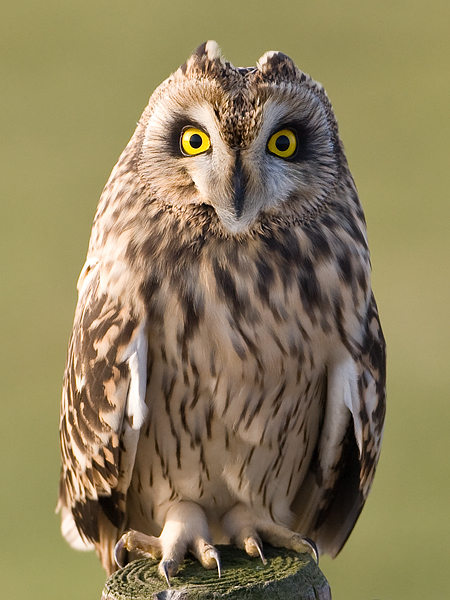 Asio flammeus Velduil Short-eard Owl