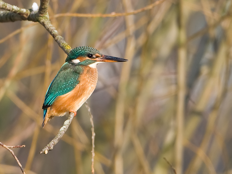 Alcedo atthis IJsvogel Common Kingfisher