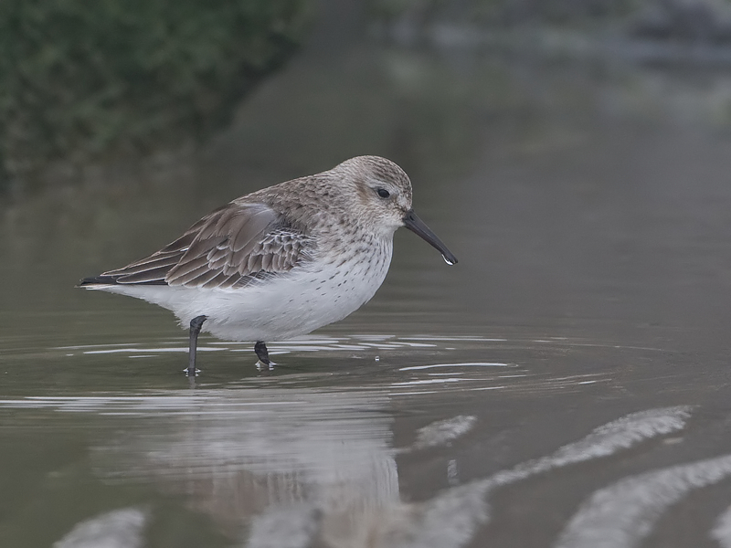 Calidris alpina Bonte Strandloper Dunlin