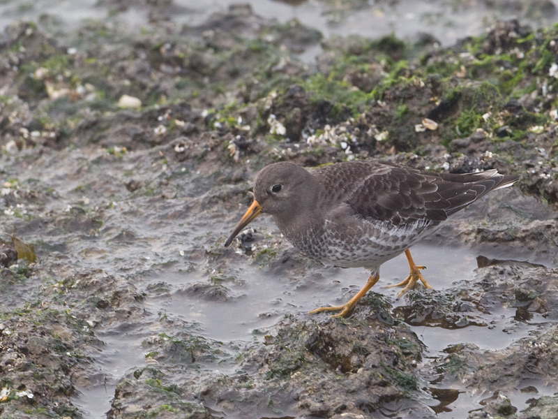 Calidris maritima Paarse Strandloper Purple Sandpiper