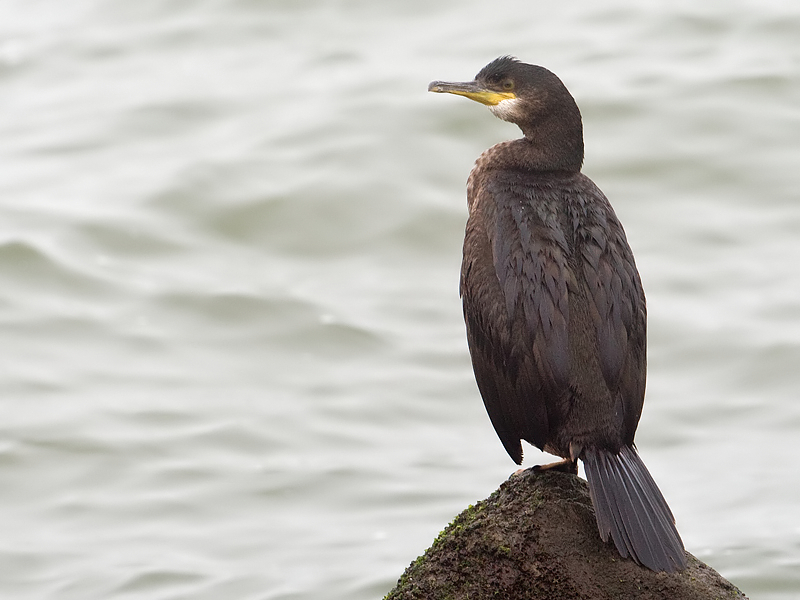 Phalacrocorax aristotelis Kuifaalscholver Shag