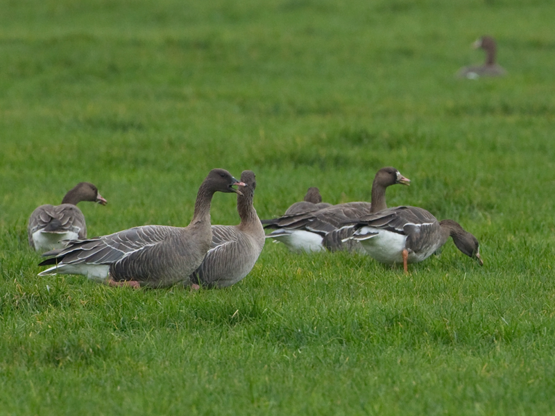 Anser brachyrhynchus Kleine Rietgans Pink-footed Goose